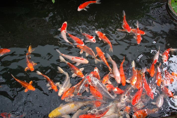 how to clarify fish pond water